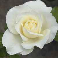 薔薇,お花,愛媛県,庭の画像