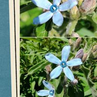 ブルースター,花壇,マイガーデン,こぼれ種,毎年咲くの画像