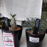 ムルチフォリア,パキポディウム サンデルシー,パキポディウム 白馬城,サンデルシー,ユーフォルビア ムルチフォリアの画像