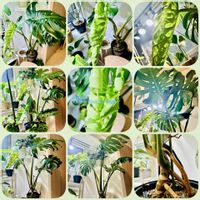 モンステラ,モンステラ デリシオーサ,ワイルド,森林浴,熱帯植物の画像