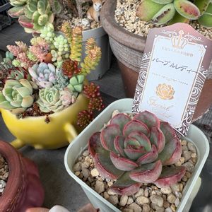 多肉寄せ植え,新入りさん,かわいいな♡,GS日和の画像
