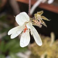 ペラルゴニウム・バークリー,Pelargonium barklyi,塊根植物,フウロソウ科,テンジクアオイ属の画像