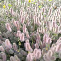 カキツバタ,今日のお花,今日も元気で,キュンキュン乙女倶楽部,青い花マニアの画像