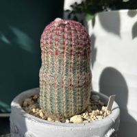サボテン,紫太陽,アガベ　笹の雪,ヴィヴァーチェ,多肉植物の画像