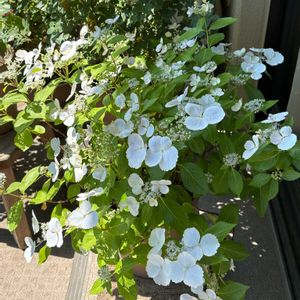 ラグランジアン　ブライダルシャワー,紫陽花 アジサイ あじさい,グリーンのある暮らし,ナチュラルスタイル,楽しい時間の画像