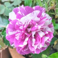 バラ レディオブシャーロット,薔薇テラコッタ,バラ センテッドジュエル,つるバラ　ゴールドバニー,バラ レッドレオナルド・ダ・ヴィンチの画像