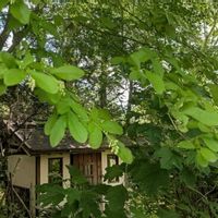 イボタノキ,エゴノキ,ヤマボウシ,サワフタギ,コアジサイの画像