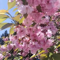 ライラック,八重桜,ななかまど,植物好きと繋がりたいの画像