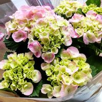 アジサイ,紫陽花,ガーデニング,花のある暮らし,無農薬❤家庭菜園の画像