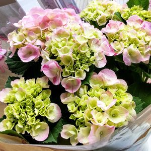 アジサイ,紫陽花,ガーデニング,花のある暮らし,無農薬❤家庭菜園の画像