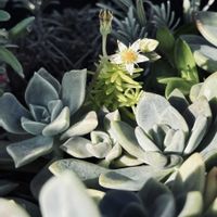エケベリア,朧月(おぼろづき)の画像