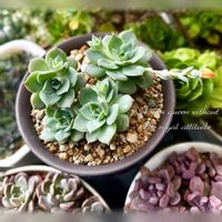 ファンクィーン,多肉植物,エケベリア属,多肉大好き,放置栽培の画像