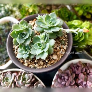 ファンクィーン,多肉植物,エケベリア属,多肉大好き,放置栽培の画像