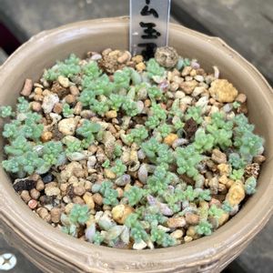 多肉植物,多肉植物寄せ植え,毎月13日と14日は葉挿しの日,バルコニー/ベランダの画像