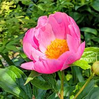 ブルーデージー,白万重,芍薬,パトラッシュ,オキナソウの画像