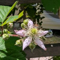ブラックベリー,公園散歩,今日のお散歩,歩くの大好き♡の画像