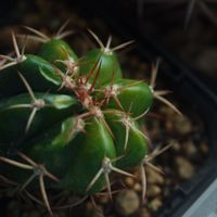 ハオルチア,多肉植物,観葉植物,塊根植物,サボテン科の画像