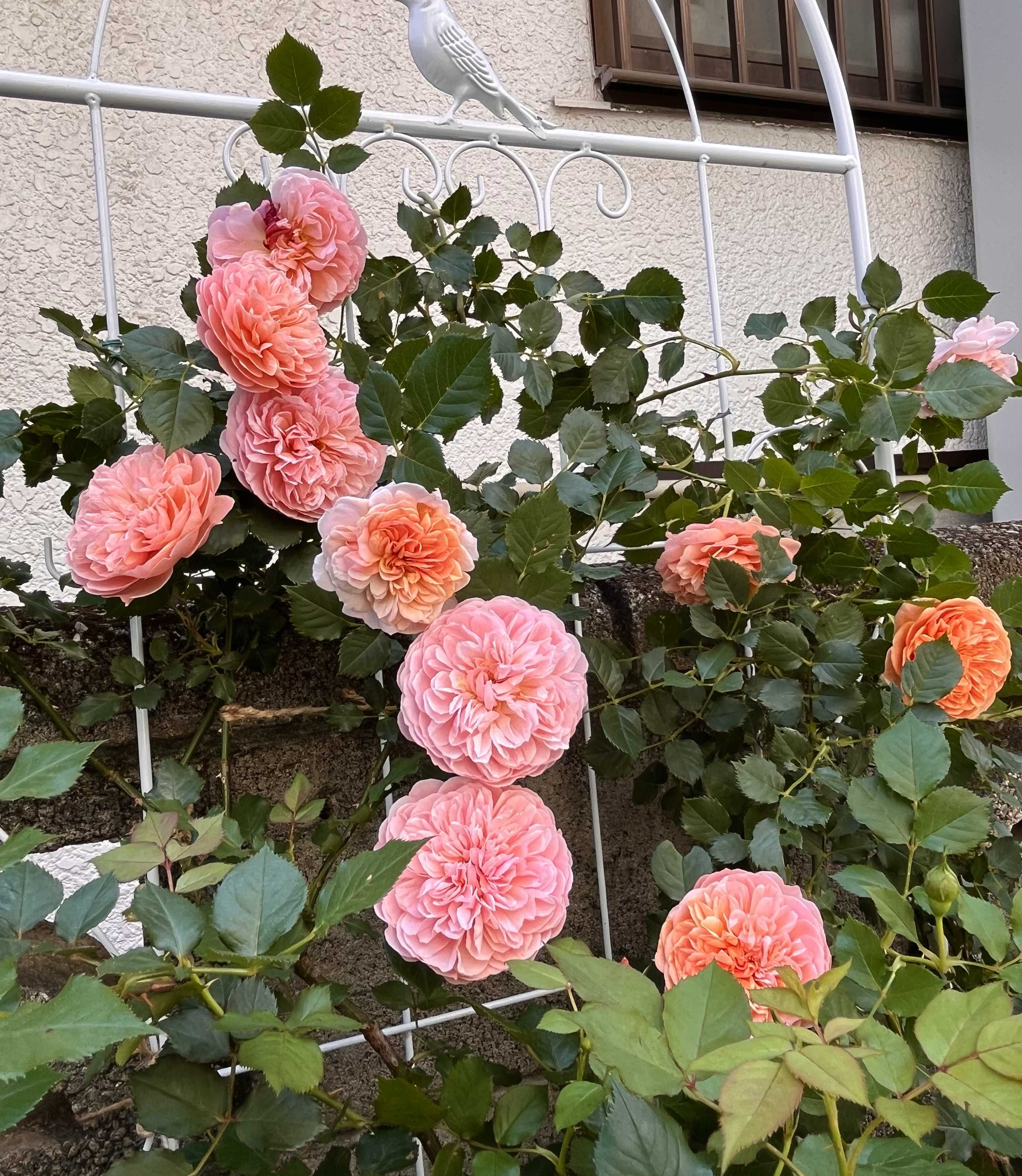 バラの投稿画像 by まちすけさん｜バラとバラとバラと小さな庭と鉢植え