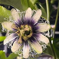 パッションフルーツ,ビニールハウス,人工受粉,人工授粉,花合わせ♪の画像