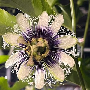 パッションフルーツ,ビニールハウス,人工受粉,人工授粉,花合わせ♪の画像