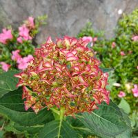 ブルーサルビア,紫陽花 アジサイ あじさい,花のある暮らし,庭の画像