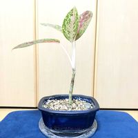 アグラオネマ,観葉植物,Room  Plant♪,夢物語工房,小さな観葉植物インテリア♪の画像