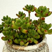 セダム,多肉植物,カレイドスコープ,トロピカルガーデンの画像