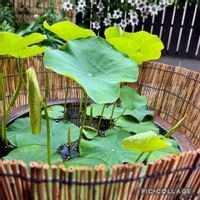 ハス,ハスの葉,ハスの花,はす,ハス（蓮）の画像