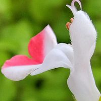 チェリーセージ,サルビア・ミクロフィラ,ホワイト,大好きな花,シルエット❤︎の画像