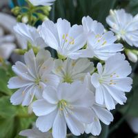 ユキノシタ,レウィシア,シチョウゲ,薔薇色々,キンリョウヘン(金稜辺)の画像