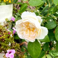バラ ボレロ,ガーデニング,お花,ばら バラ 薔薇,おうち園芸の画像
