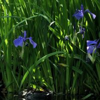 カキツバタ,花散歩,OLYMPUS,ミラーレス一眼,青い花マニアの画像