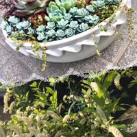 コバノズイナ,多肉寄植え,多肉寄植え,母の日　プレゼント,セダム属の画像