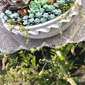 コバノズイナ,多肉寄植え,多肉寄植え,母の日　プレゼント,セダム属の画像