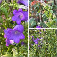 ブルーサルビア,カンパニュラ(ツリガネソウ),季節のお花たち,菖蒲の葉,ホタルブクロ（蛍袋）の画像