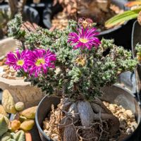 トリコディアデマ　姫紅小松,多肉植物,珍奇植物,ビザールプランツ,植中毒の画像
