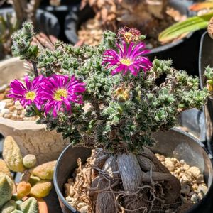 トリコディアデマ　姫紅小松,多肉植物,珍奇植物,ビザールプランツ,植中毒の画像