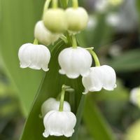 スズラン,スズラン,スズラン,スズラン,地植えの画像