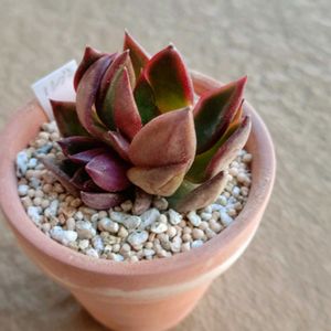 ルブラ,多肉植物,北海道タニラー,ベランダの画像
