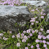 タイム,筑波実験植物園,石の日,木曜日は桃色の画像