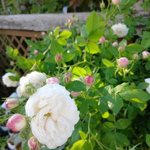 癒される,花のある暮らし,no green no life,大好きな色,ゆっくりな時間の画像