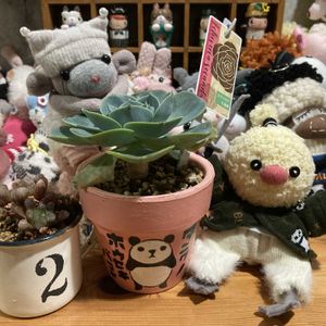 植え替え,多肉女子,GS植物うちなーぐち会,まつぴよさんｿｯｸｽﾌｧﾐﾘｰ♥️,元気に育ててますよの画像