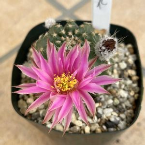 サボテン　明石丸,多肉植物,サボテンの花,多肉女子,三重県の画像