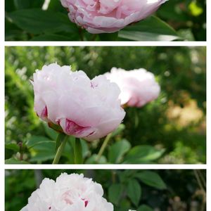 芍薬,福岡,備忘録,癒し…,記録の画像