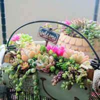 多肉植物,リメ鉢,寄植え,ベランダの画像