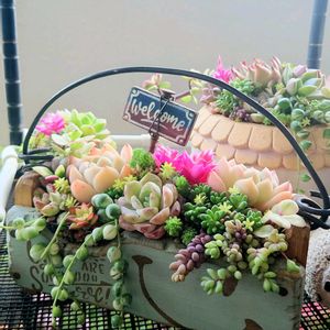 多肉植物,リメ鉢,寄植え,ベランダの画像