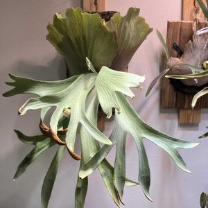  コウモリラン , ビカクシダ,Platyceriumの画像