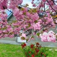 ナナカマド,イチイ,八重桜,ハウチワカエデ,エゾノコリンゴの画像