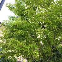 モミジ,欅.(けやき),新緑,目に青葉～2026の画像