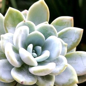 ラウイ×クラバツム,多肉植物,エケベリア属,多肉のある暮らし,植中毒の画像